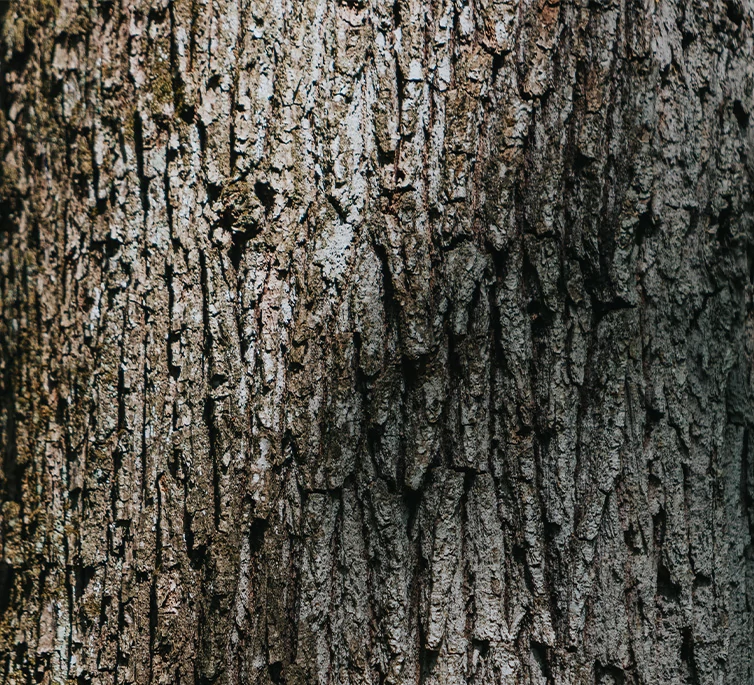 slavónsky dub detail